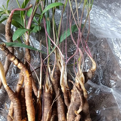 云南野防风中药材苗 竹叶防风 特级干防风 鸡足防风新鲜下单现挖