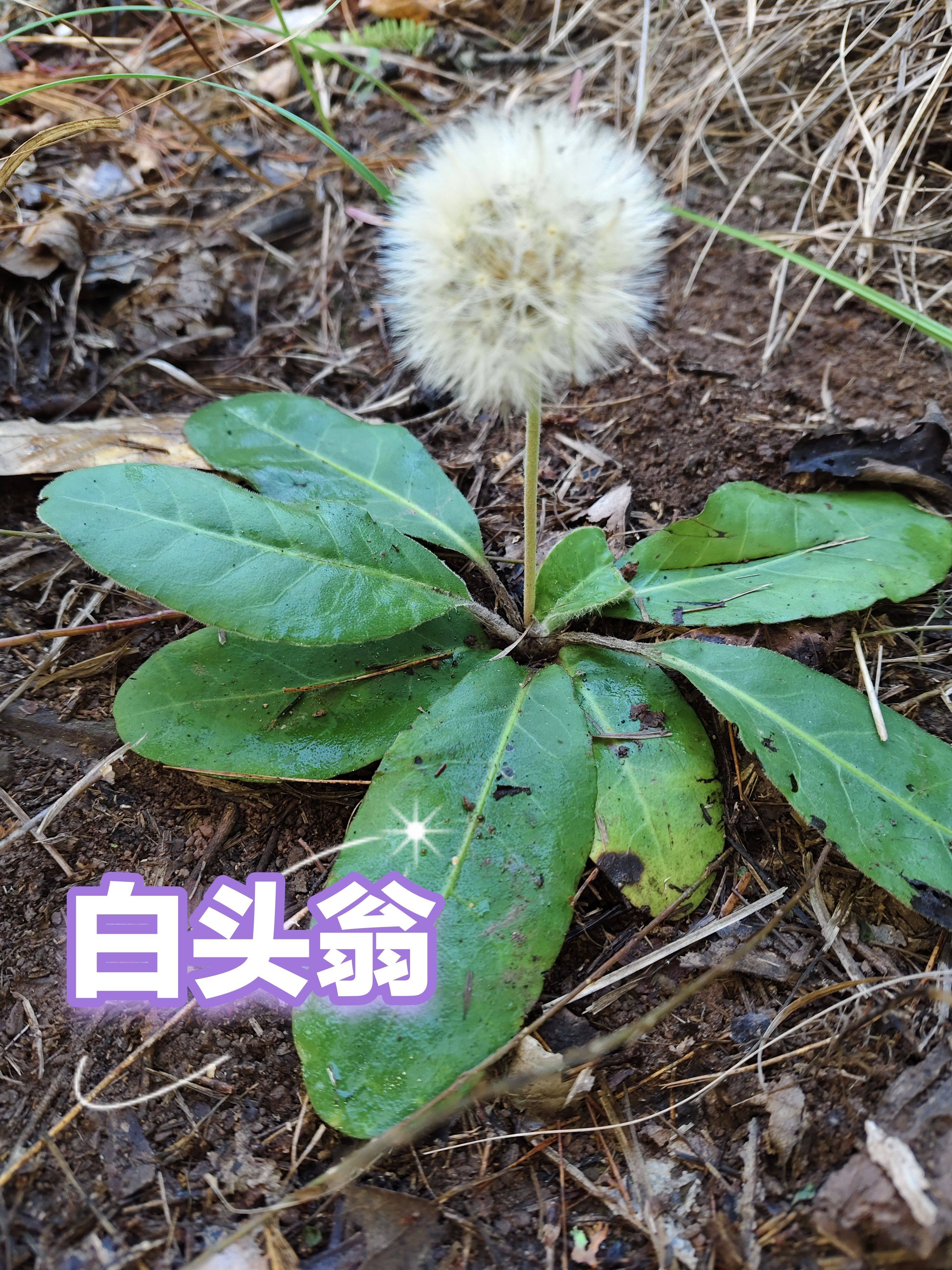云南原生态新鲜毛大丁草白头翁一支耳风地香煲汤下单现挖