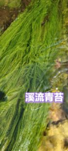 盘车冲钓鲜活青苔饵草鱼鲤鱼黄尾青尾细鳞军鱼饵马尾青苔药材真空