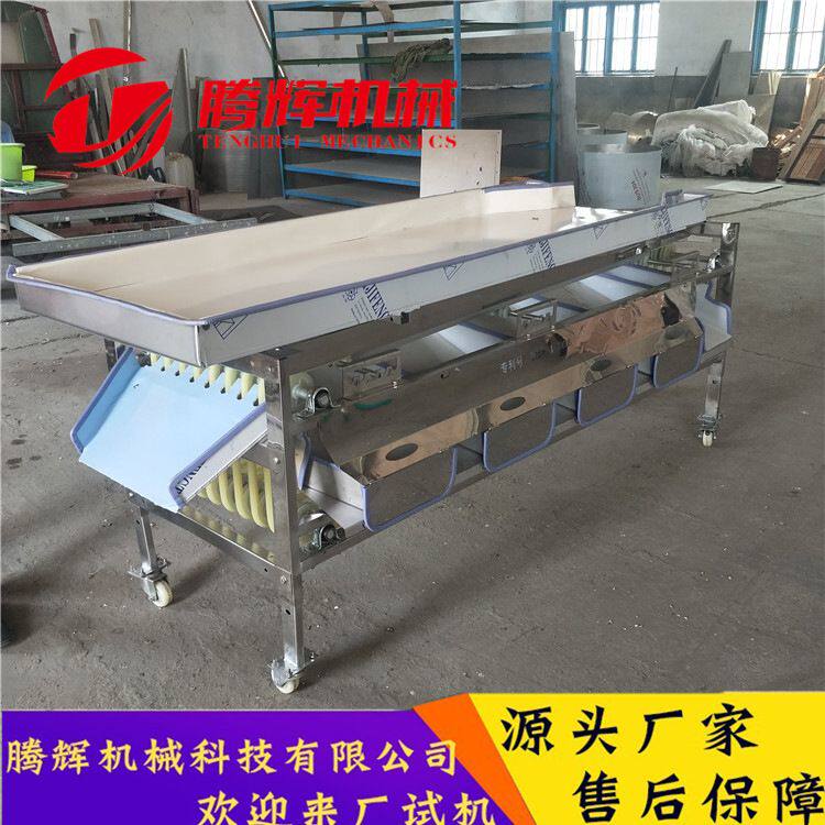 商用南方砂糖橘分级机 橘子大小分选机器 腾辉不锈钢分级设备