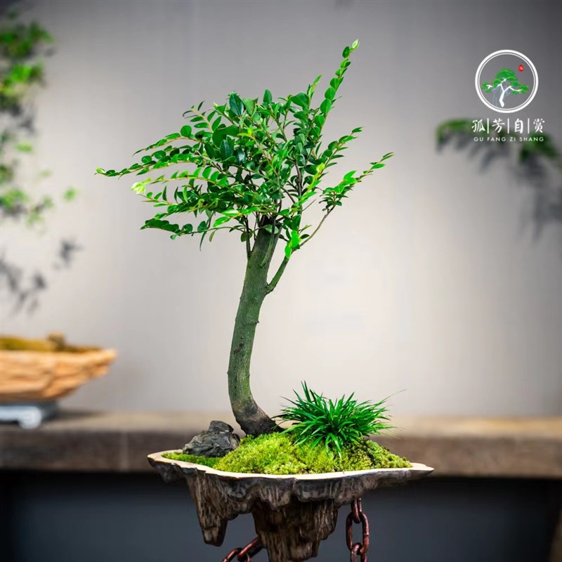 铁艺悬浮天空之城小叶紫檀创意植物盆栽禅意室内景观微家居盆景树