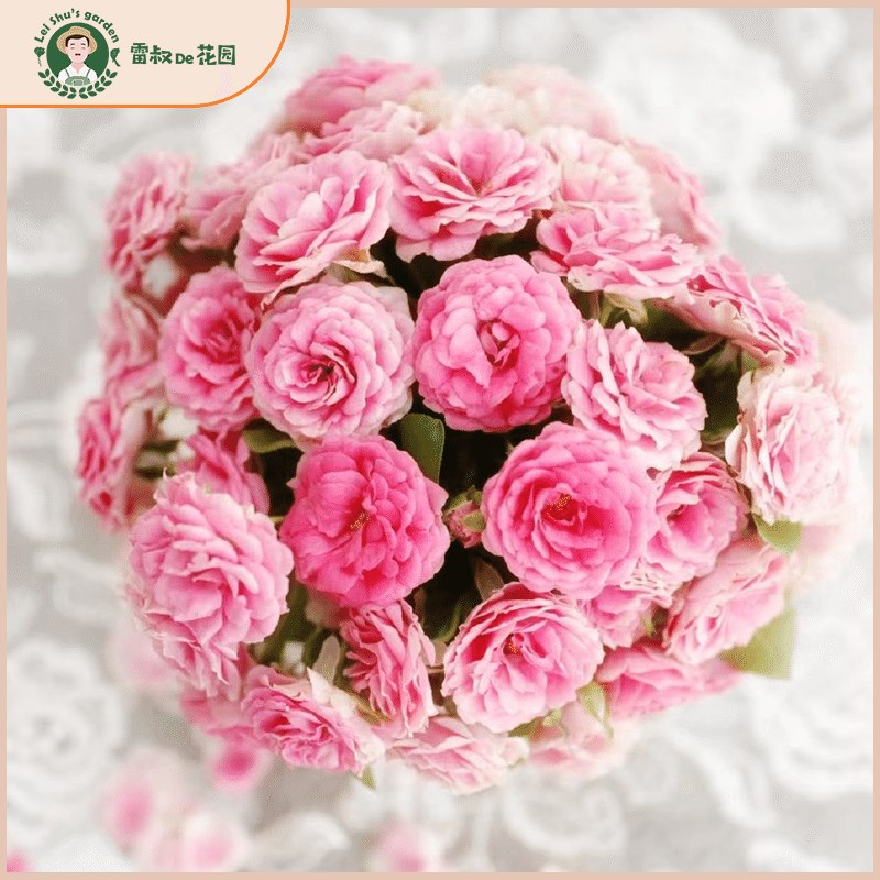 雷叔的花园胭脂扣藤本月季花苗带盆栽好四季开花多头浓香花量大