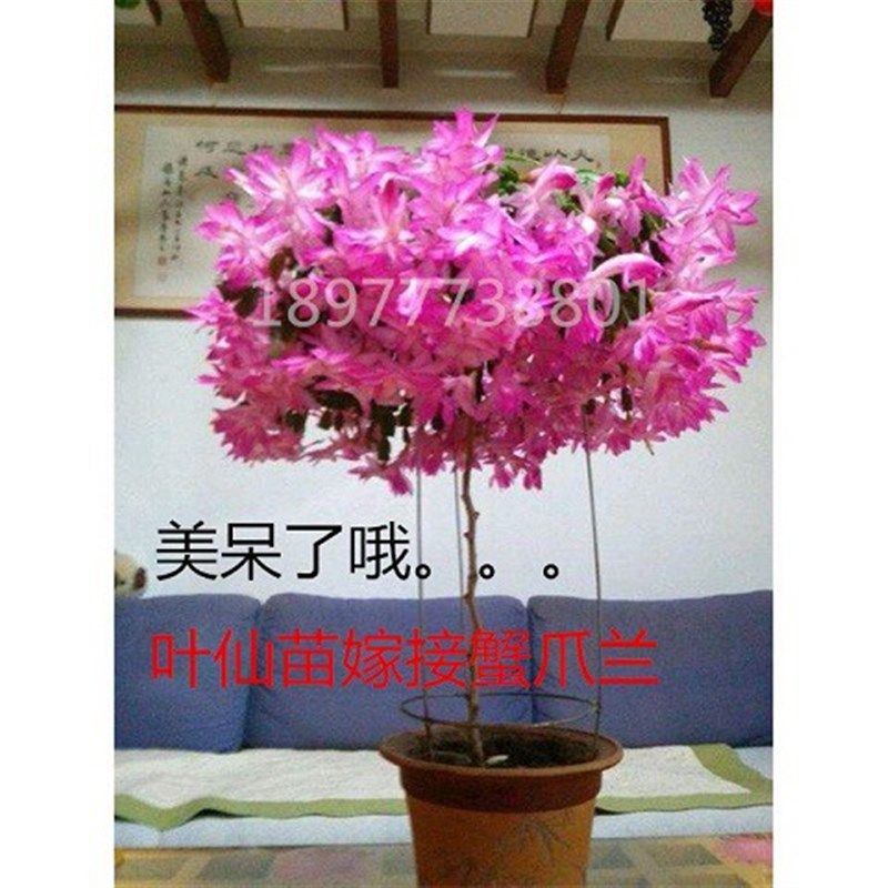 叶仙苗叶仙人掌木麒麟苗嫁接蟹爪兰砧木假昙仙人球老桩苗枝条多层