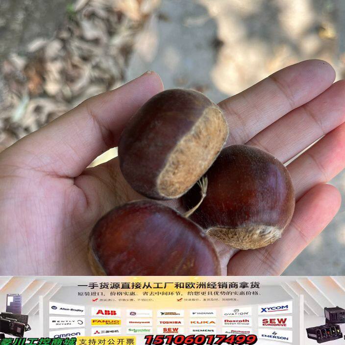 老家板栗，48小时内发货，现捡现卖，5斤起售，40元包邮，1议价