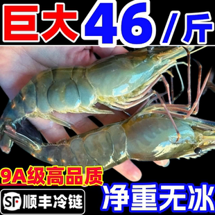 罗氏虾沼虾新鲜鲜活速冻速冻大头虾巨型基围虾超大金钱虾类淡水虾