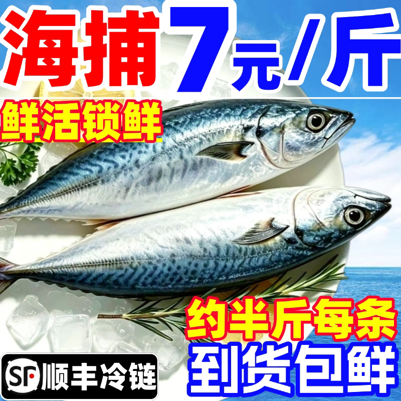 鲐鲅鱼青占鱼青鱼青花鱼新鲜鲜活冷冻鲅鱼马鲛鱼燕鲭鱼小鲅鱼海鱼