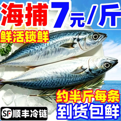 鲐鲅鱼青占鱼青鱼青花鱼新鲜鲜活冷冻鲅鱼马鲛鱼燕鲭鱼小鲅鱼海鱼