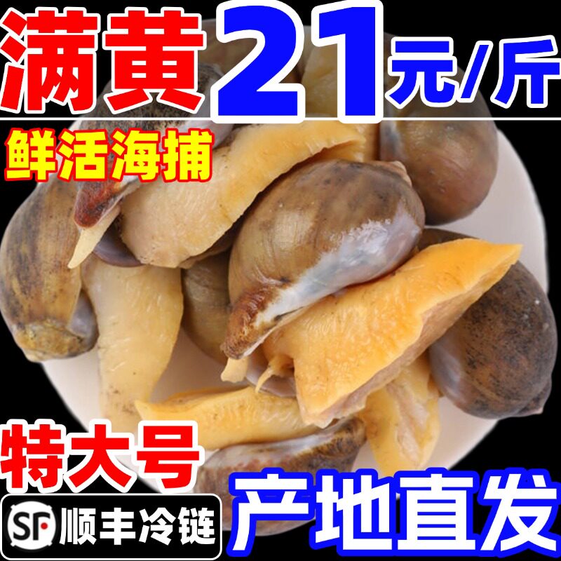 老婆脚新鲜冷冻鲍鱼螺超大号带黄珍珠鲍假鲍鱼海螺黄金鲍海鲜水产