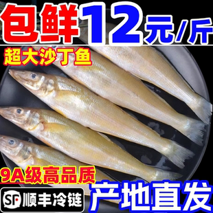 沙丁鱼新鲜尖梭鱼鲜活冷冻大沙尖鱼深海鱼宝宝辅食商用海鲜水产