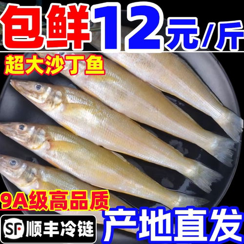 沙丁鱼新鲜尖梭鱼鲜活冷冻大沙尖鱼深海鱼宝宝辅食商用海鲜水产