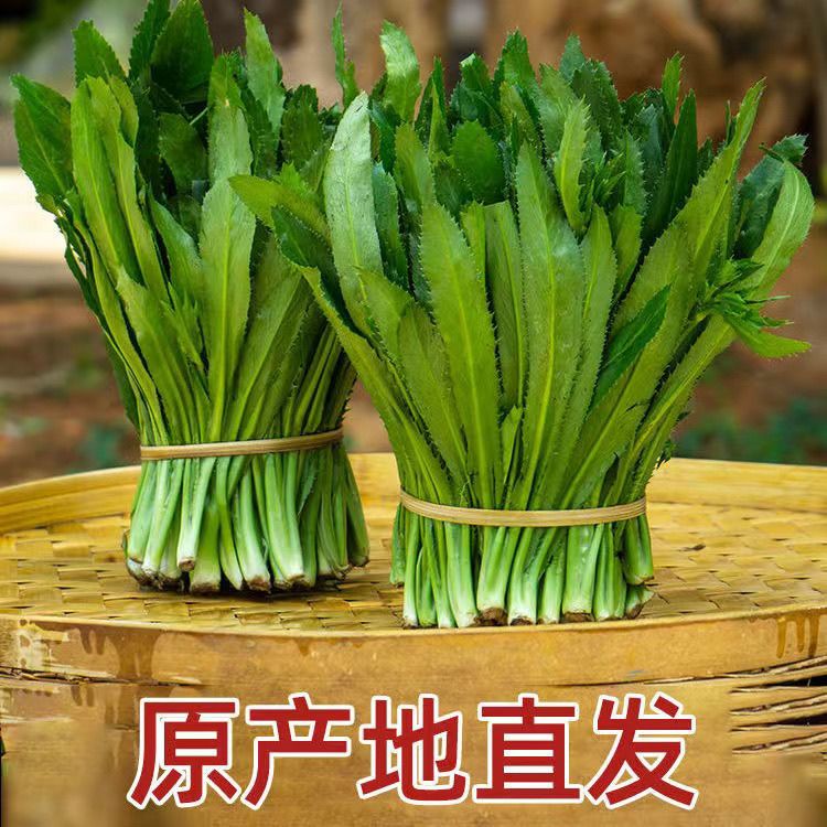 云南带根新鲜蔬菜调味德宏芫荽香料刺芹采摘香菜泰国食用