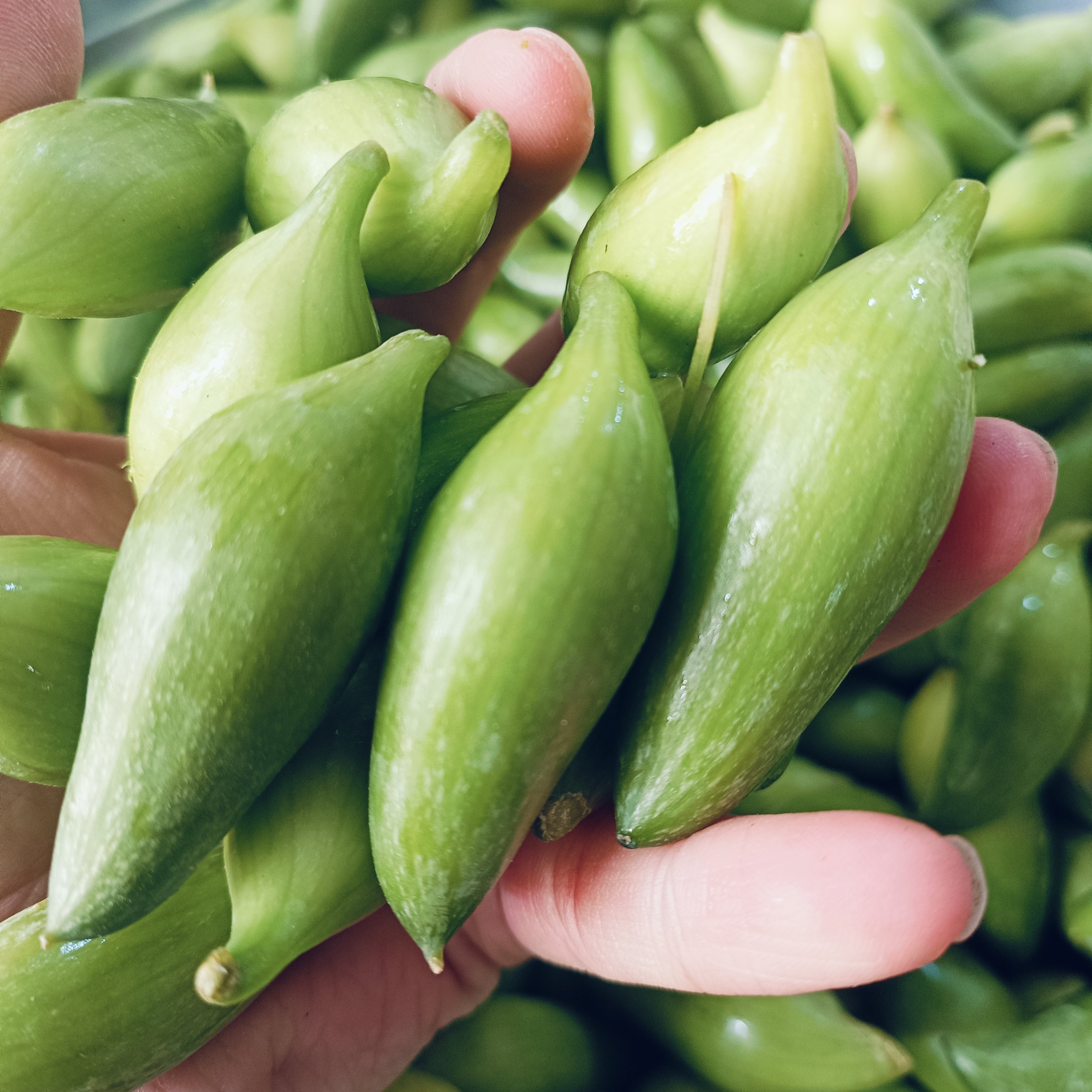 云南德宏特产新鲜蔬菜小雀瓜小角瓜美味素食装短季时令蔬菜新