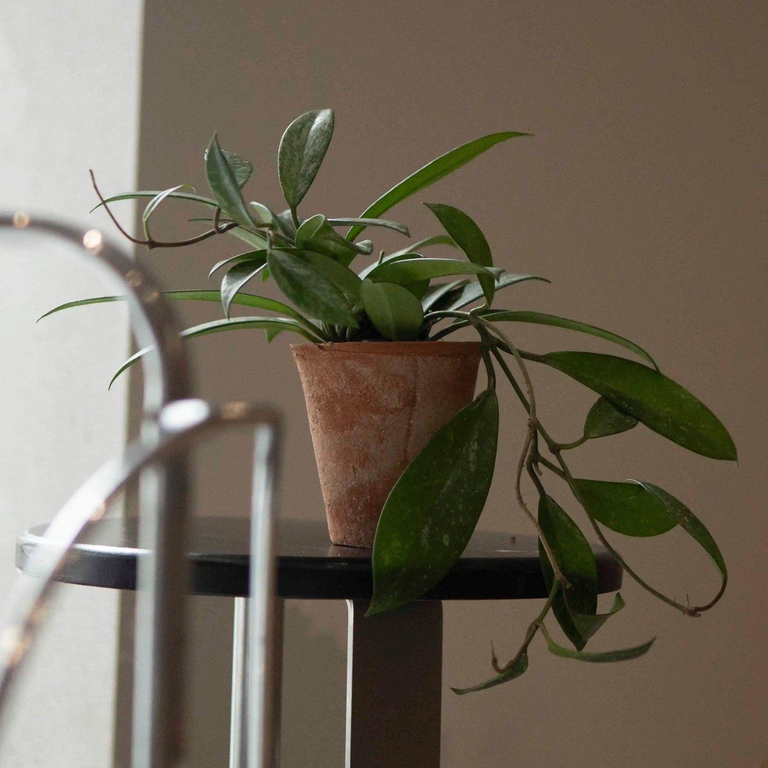 大地黑巴顿球兰北欧ins藤蔓兰花风简约客厅阳台室内绿植盆栽装饰,鲜花速递/花卉仿真/绿植园艺,国兰/杂交兰/洋兰类,淘宝优惠券,粉丝福利购,淘宝优惠卷