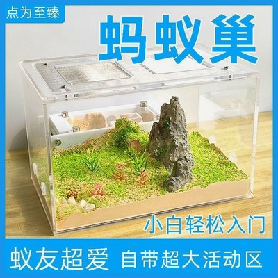 点为至臻 蚂蚁城堡超大型宠物蚂蚁工坊蚂蚁别墅混凝土蚁巢平面巢