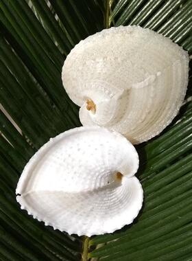 天然鸡形贝壳鸡恋心蛤 20155心贝 七夕情人心节人女友创意惊喜礼