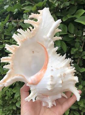 天然菊螺海白千手螺贝壳82049超大海螺饰装收藏摆件鱼缸地中家居