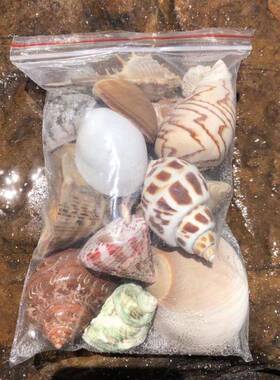 豆寄丁居蟹替换壳天然海72029鱼缸水族螺调水质硬度ph硝化菌节卷