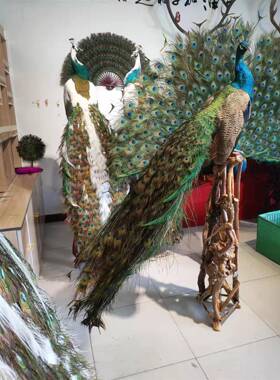 蓝白孔雀标婚本摆客53744件厅现代创意落地居庆家动物拍摄道具装