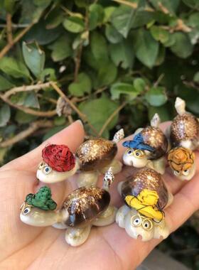 草帽乌龟小博士天然壳海台螺装饰摆贝件鱼微缸地手工艺18814品景