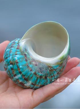 天然海螺贝壳88286大螺装饰品族超鱼缸造绿景水地中海家居摆件