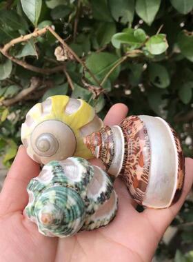 天然海螺壳古文螺猫贝眼螺牛油05747果卷鱼寄居蟹贝替换壳水族鱼