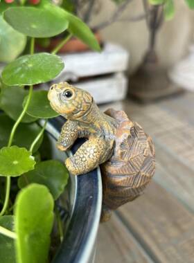 乌盆挂缸挂鱼缸花盆景树造创意工艺品摆件85161 龟水缸玻璃鱼缸脂