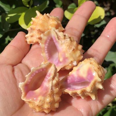 天10659然贝壳海螺粉族嘴岩标螺紫嘴螺本螺饰鱼缸水装寄居蟹更换