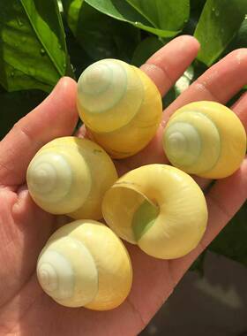 38182然螺壳黄玉蜗牛海螺标本摆件寄居蟹替换贝鱼缸造景相天框材