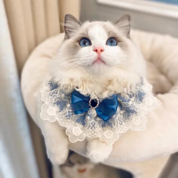 猫咪口水巾公主风围巾生日围兜布偶猫蕾丝围脖柴犬狗狗围嘴装饰品