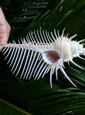 天然螺贝壳维纳斯螺 女巫骨螺标骨本螺海 缸橱窗装饰 水族18572鱼