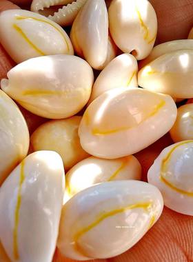 天然金螺钱币24641贝壳边海螺鱼 景手工diy配饰材料微观缸装饰海