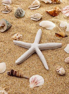 壳天然贝海螺珊瑚鱼缸装饰品拍摄道具中艺44378工品微景观地海海