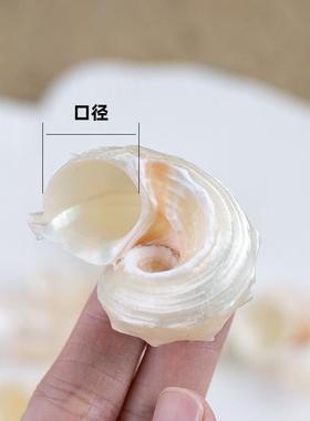 然海造螺贝天壳银口圆刺螺卷贝鱼居蟹75573替换壳鱼缸景摆件寄手