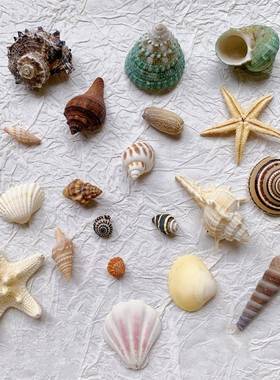 海星海胆手贝壳术海螺装艺杂志帐20111海洋风梦混幻素材手工diy材