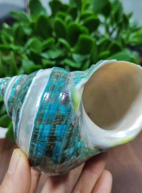 天然海壳螺轨贝南非螺壳居月光道装饰摆件标本收藏寄蟹08635壳鱼