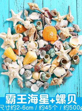 天然i贝壳海螺98511海星缸造景手工dy打孔漂瓶流装饰卷贝鱼鱼寄居