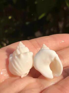 天然贝66180壳海螺蛋糕族织螺白色螺海标本螺寄居蟹替换壳鱼缸水