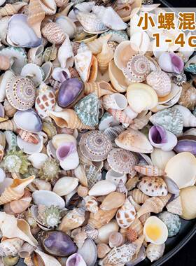 天21591然海螺贝材壳星鱼缸造寄居蟹换壳漂流瓶料家居景海装饰摆