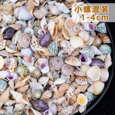 天21591然海螺贝材壳星鱼缸造寄居蟹换壳漂流瓶料家居景海装饰摆