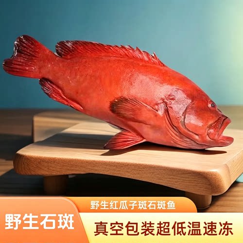 海南红瓜子斑鱼深海红石斑鱼海鲜