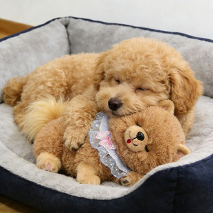 公狗发情交配玩具泰迪狗狗发情期自嗨解闷消耗体力女朋友泻火玩偶