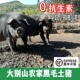 大别山农家土猪肉新鲜现杀黑毛散养正宗五花肉带皮一号笨猪黑猪肉