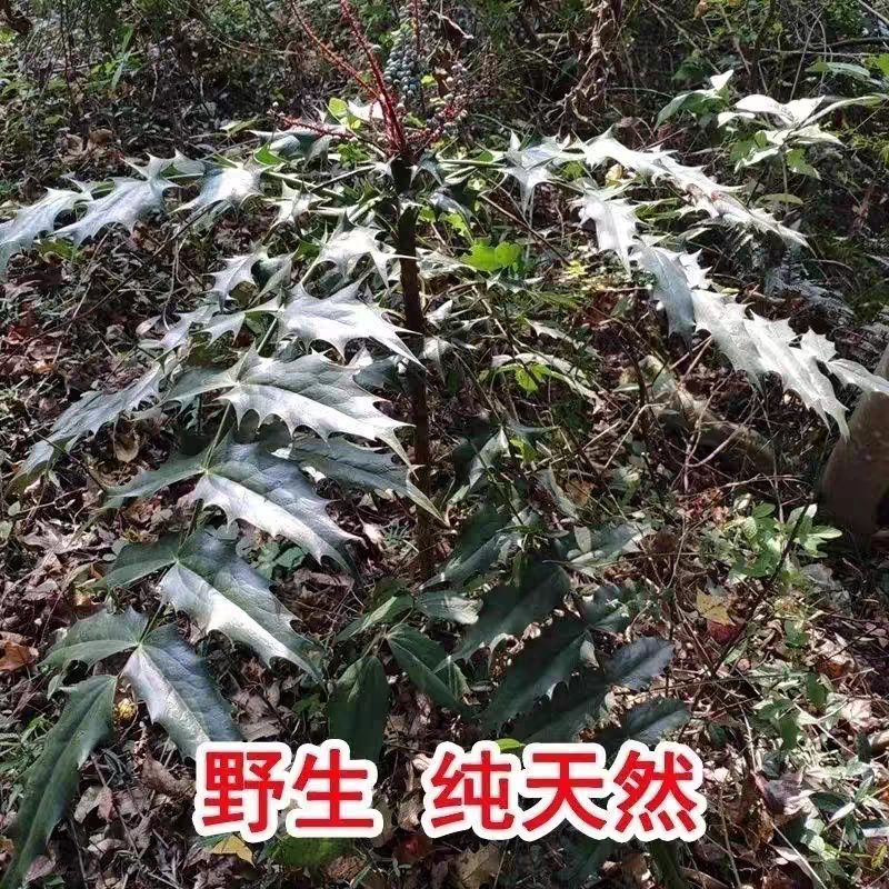 正宗十大功劳中药材土黄莲刺黄连刺黄莲功劳木干货
