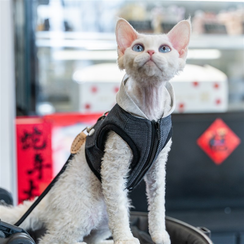 任发财 露营户外遛猫牛仔连帽胸背带德文无毛猫牵引绳胸背带