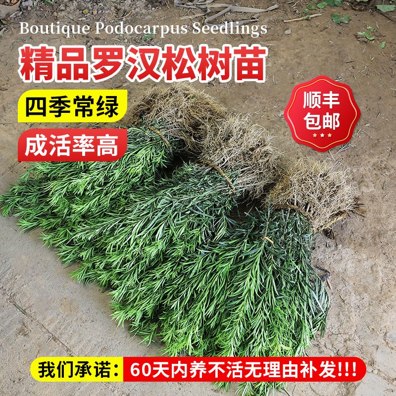 罗汉松树苗盆栽小苗小型雀舌金钻罗汉松庭院造型树迎客松盆景老桩