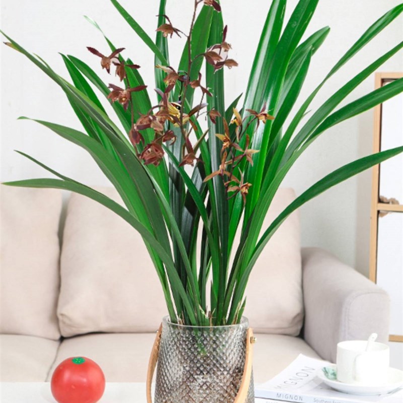 水培植物兰花墨兰石斛兰盆栽客厅室内桌面蝴蝶兰耐寒绿植盆景花卉