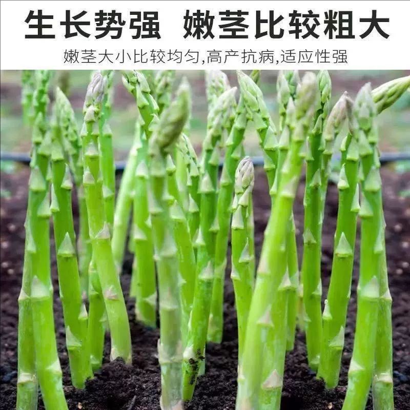比韭菜还好重比猪肉还好吃,四季芦笋# 种一次可以连续采摘好几年