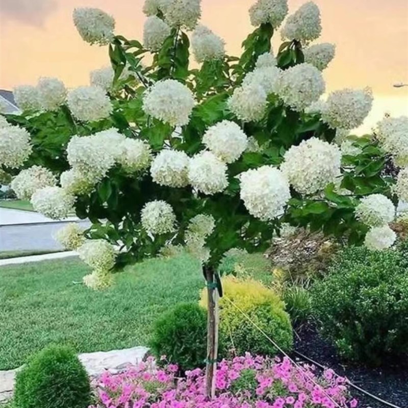圆锥绣球香香草莓夏日美人绣球木本植物大花庭院露台花卉盆栽花苗