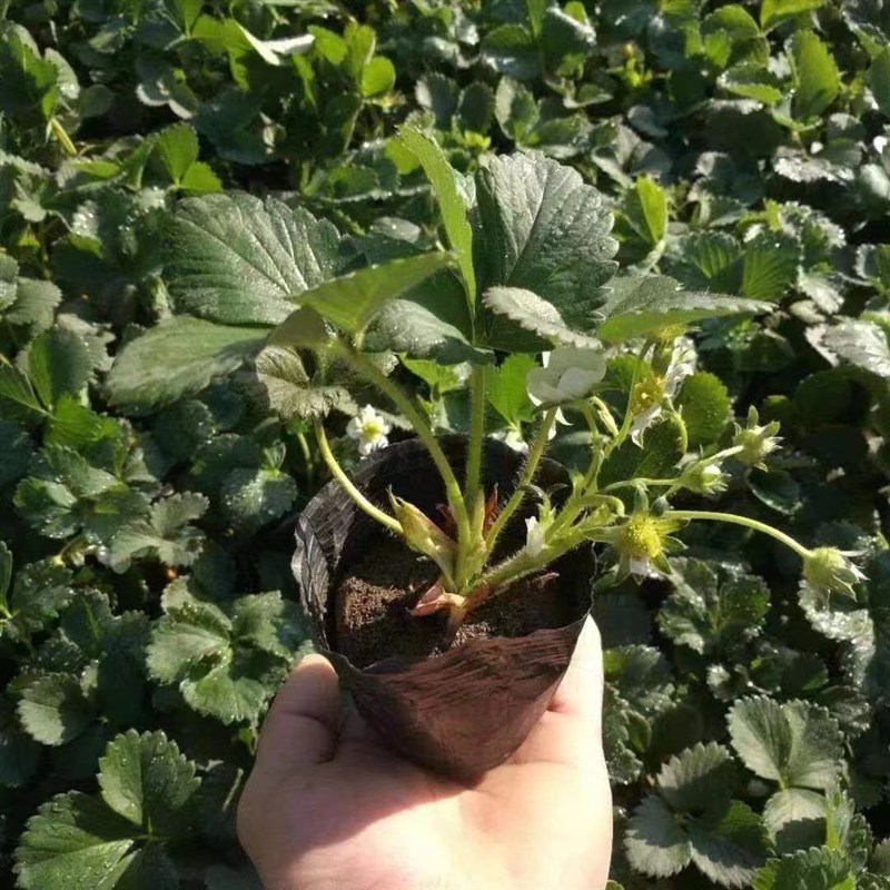 四季原盆原土草莓苗阳台庭院室内盆栽草莓秧带种好当年结果食用