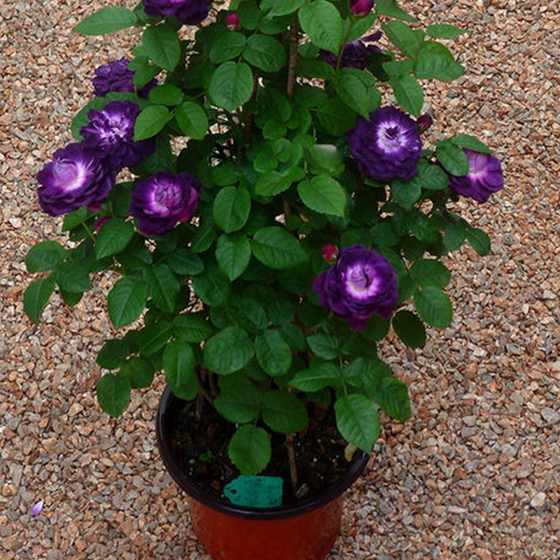 黎塞留主教月季花苗大灌木紫色系庭院耐阴浓香型四季玫瑰阳台花卉